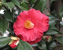 220px-Camellia_japonica_'The_Czar'